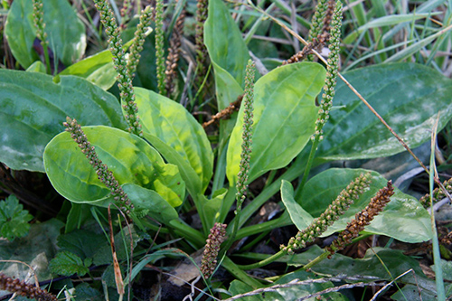 Common Plantain Plant: Your Top 10 Health Benefits Questions Answered