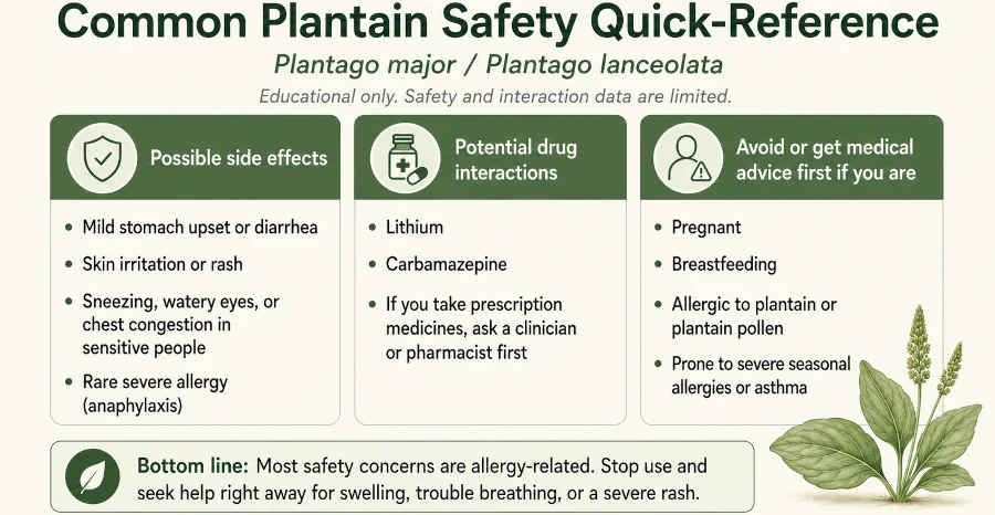 Quick-reference card of common plantain side effects, drug interactions, and who should avoid it.