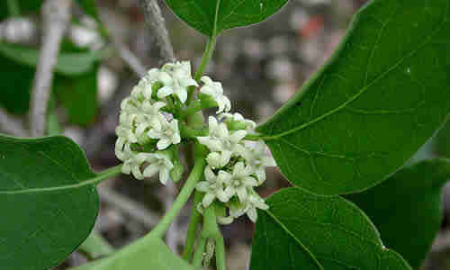 condurango plant homeopathy uses