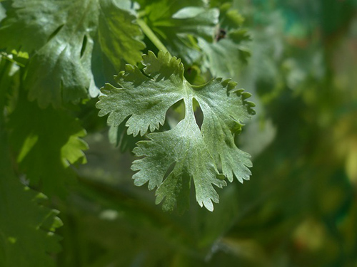 coriander plant health benefits