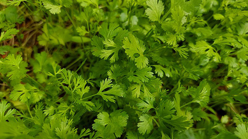 coriander powder benefits for skin