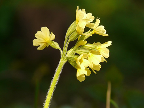 cowslip health benefits