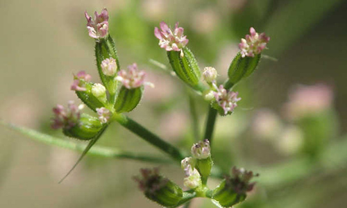 cumin plant health benefits