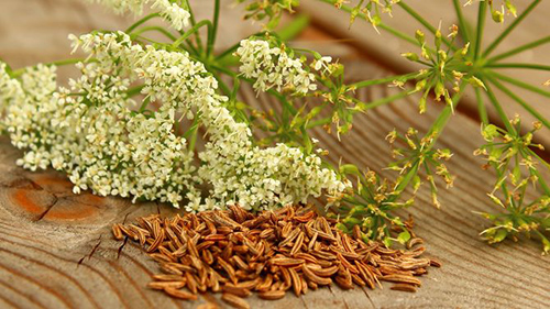 cumin seeds benefits