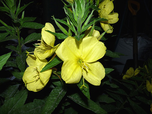 does evening primrose oil cause weight gain