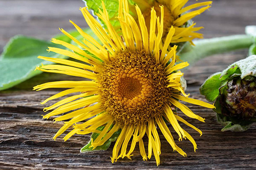 elecampane plant flower uses