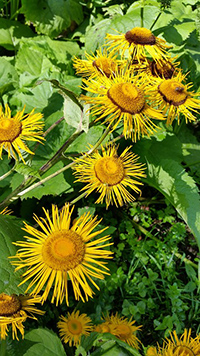 elecampane leaves uses