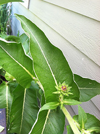 elecampane plant images