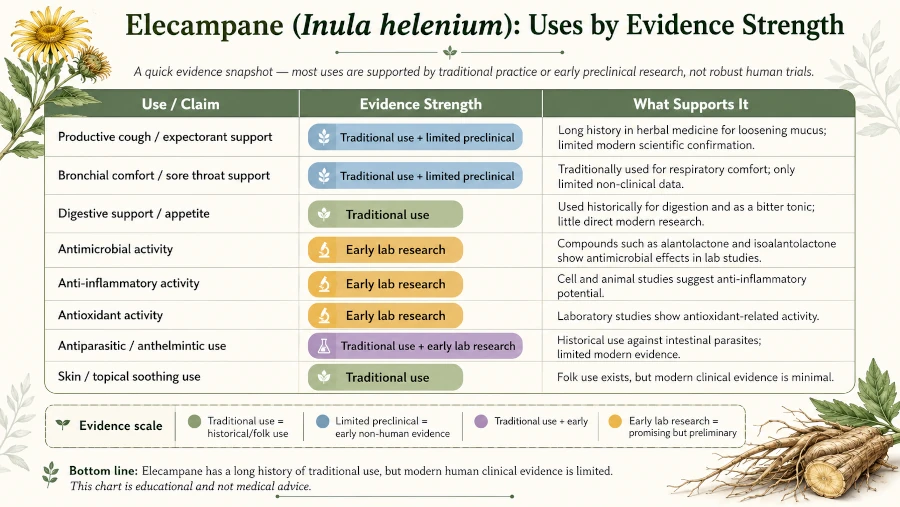 Table rating elecampane's uses by evidence strength, from traditional use to early lab research.