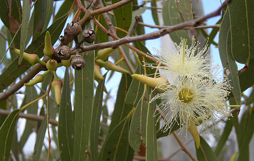 eucalyptus oil in health