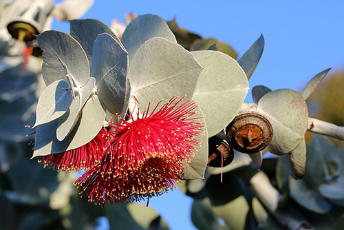 eucalyptus plant benefits