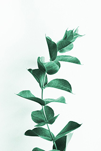 eucalyptus plant in shower benefits