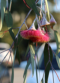 eucalyptus plant scientific name