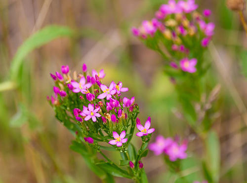 European centaury plant magical properties