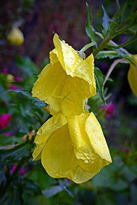 evening primrose oil face wrinkles