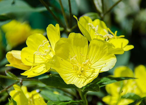 evening primrose plant oil skin benefits