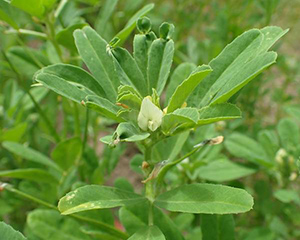 fenugreek benefits for skin