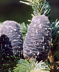 fir tree uses and benefits