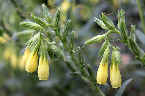 gentian herb benefits