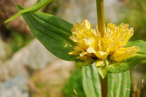 gentian plant is used as emetic