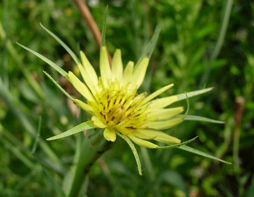 yellow goatsbeard plant wildflower