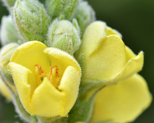 great mullein plant for lung health
