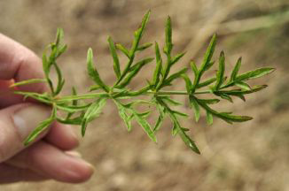 greater burnet-saxifrage