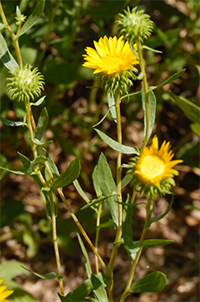 grindelia robusta homeopathy uses