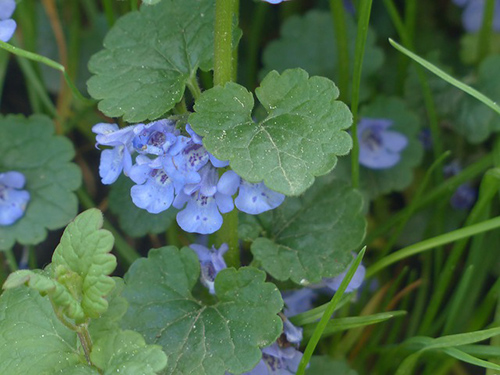 ground ivy uses