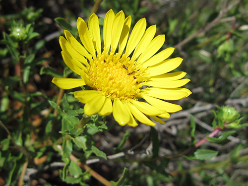 gum plant medicinal uses