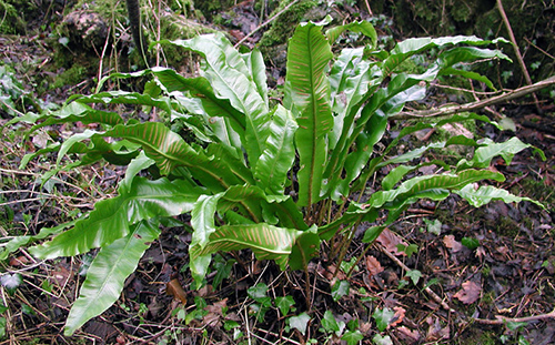 hart's tongue fern benefits