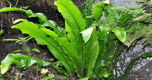 hart's tongue fern care