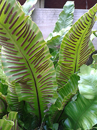 hart's tongue medicinal uses