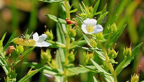 hedge hyssop and actions