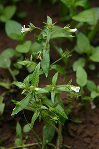 hedge hyssop meaning