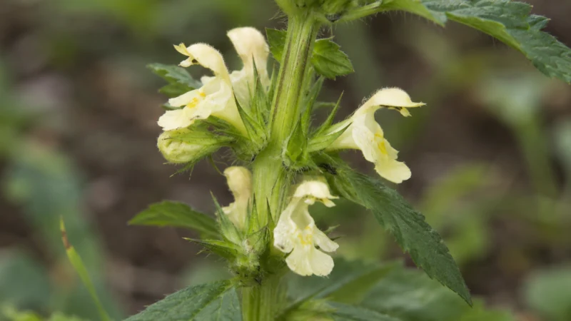 Close-up of pale yellow hemp nettle (Galeopsis segetum) flowers on a square stem