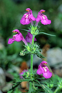 hemp nettle tincture