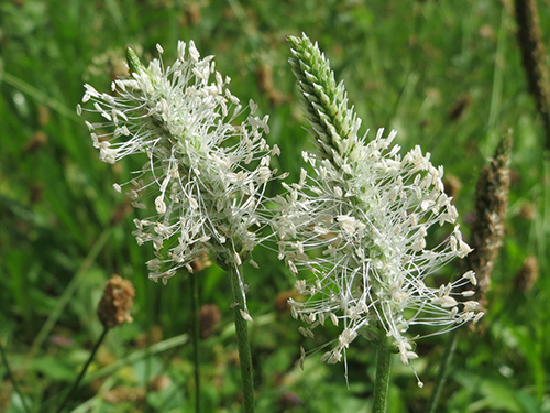 hoary plantain medicinal uses