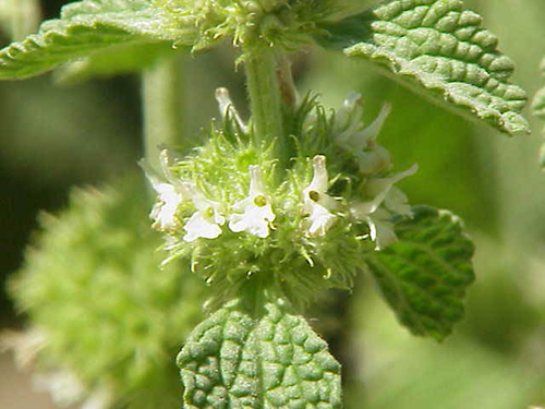 horehound supplement