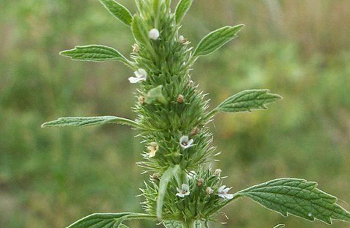 horehound plant uses