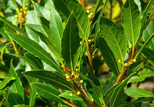 how to identify a bay leaf tree