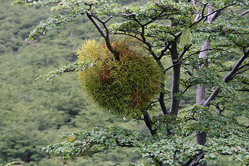 how to make mistletoe tea