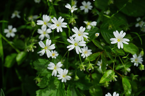 how to use chickweed