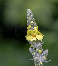 how to use mullein to clean lungs
