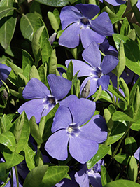 how to use periwinkle as medicine