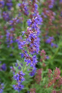 hyssop plant benefits