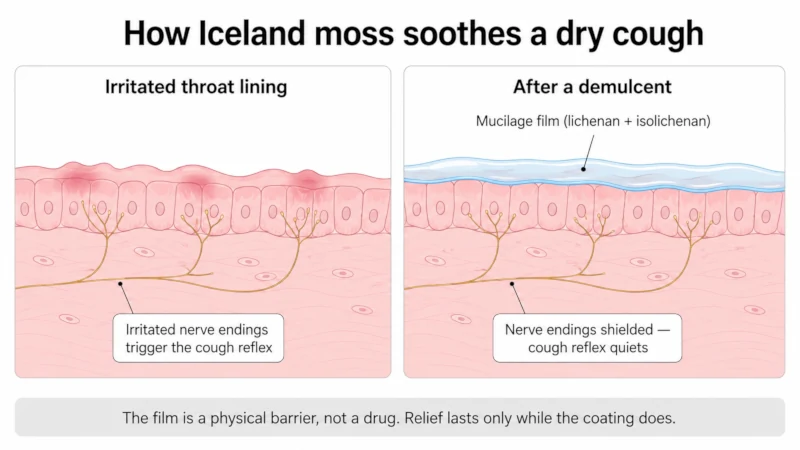 Diagram showing Iceland moss mucilage forming a protective gel film over irritated throat tissue and dulling the cough reflex.