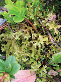 icelandic moss magical properties