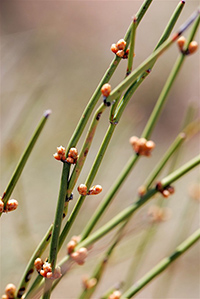 identifying mormon tea