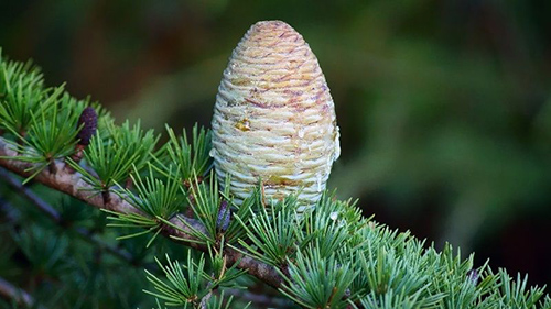 information about silver fir tree
